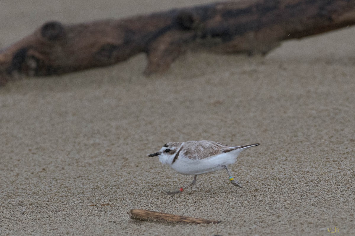 Snowy Plover - Sumalee & Vicky Oakley-Hanson