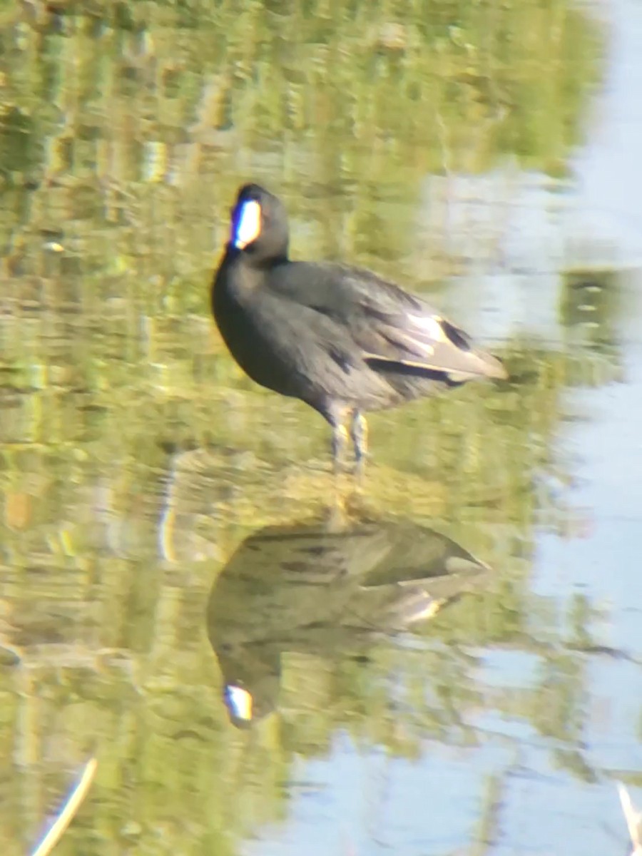 American Coot - ML241691821