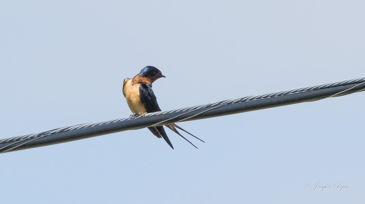 Golondrina Común - ML241691881