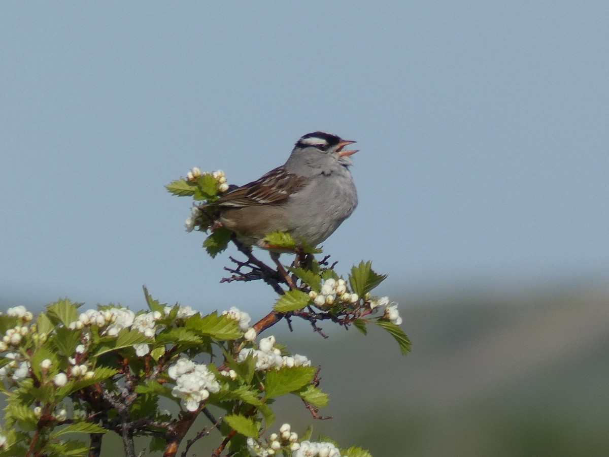 White-crowned Sparrow - ML241692281