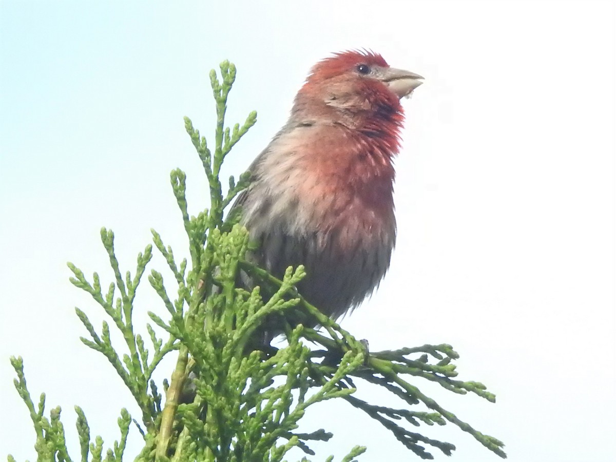 House Finch - ML241692811