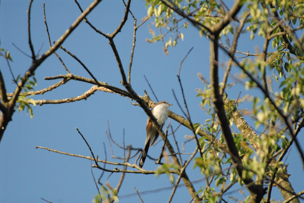 Yellow-billed Cuckoo - ML241693461