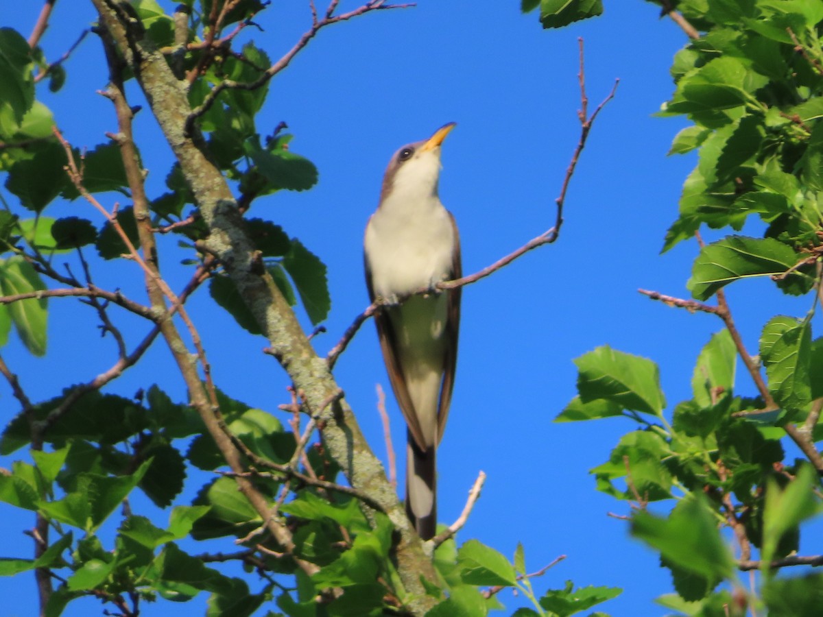 Yellow-billed Cuckoo - ML241693511