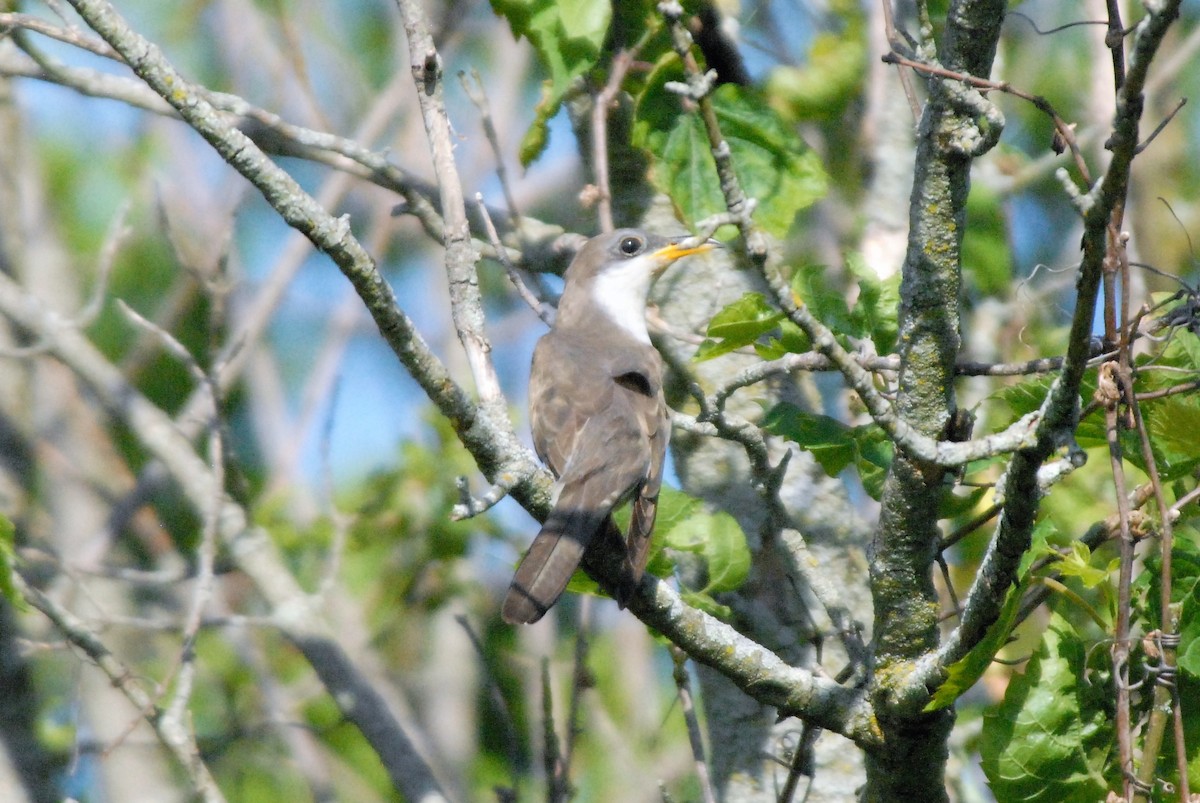 Yellow-billed Cuckoo - ML241693651