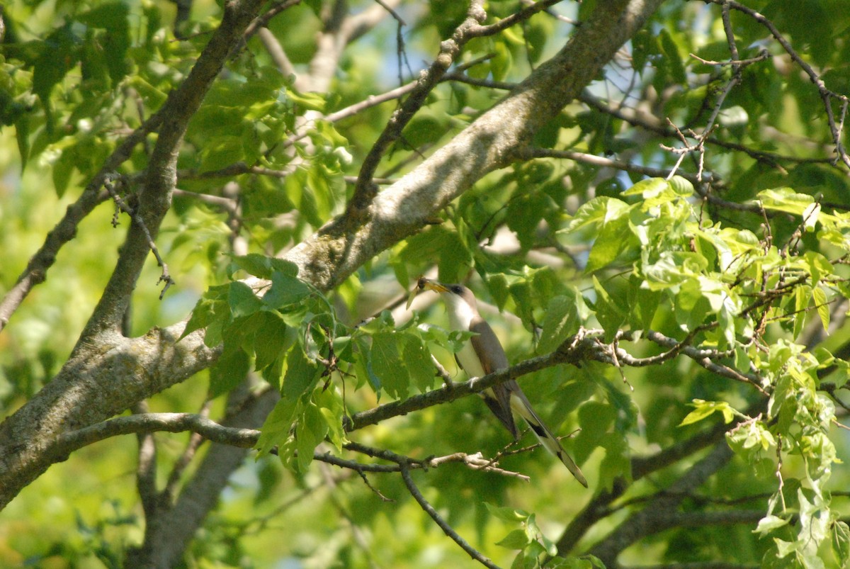 Yellow-billed Cuckoo - ML241693881