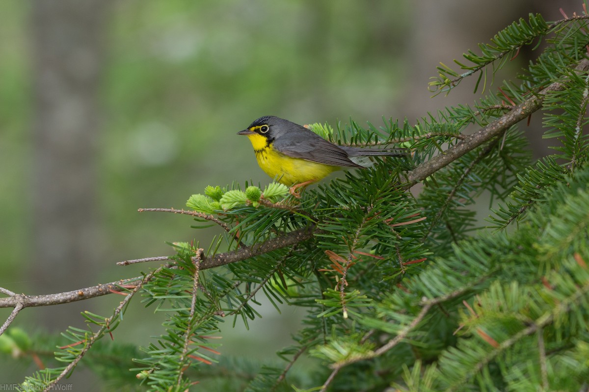 Canada Warbler - ML241694061