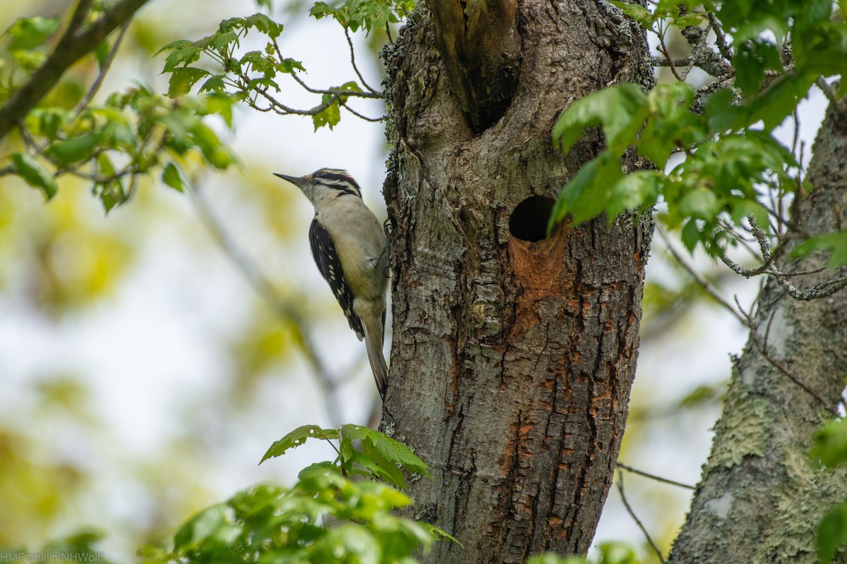 Hairy Woodpecker - ML241696201