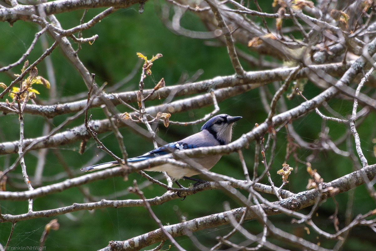 Blue Jay - ML241696781