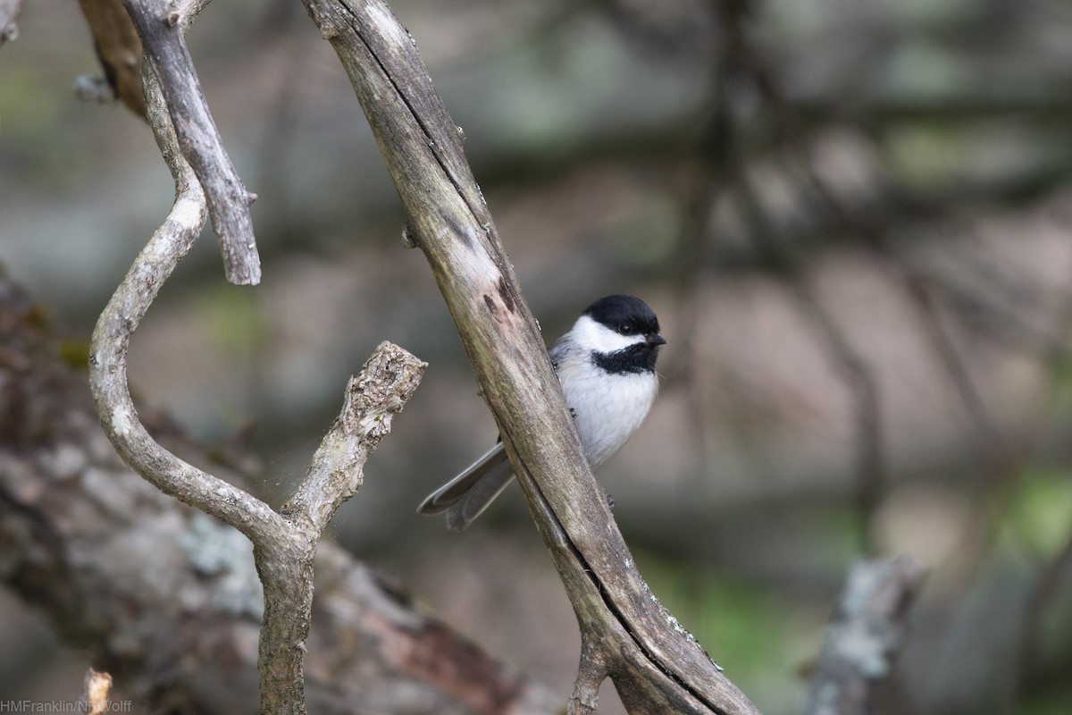 Mésange à tête noire - ML241697281