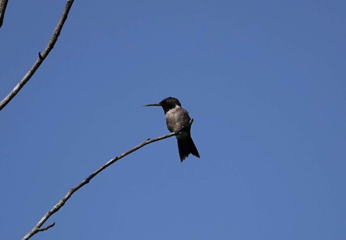 Ruby-throated Hummingbird - ML241697301
