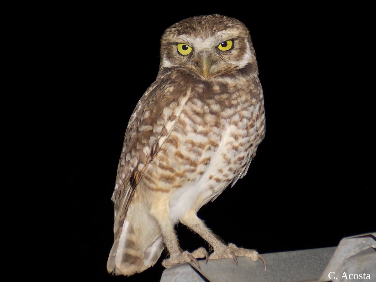 Burrowing Owl - ML241697741