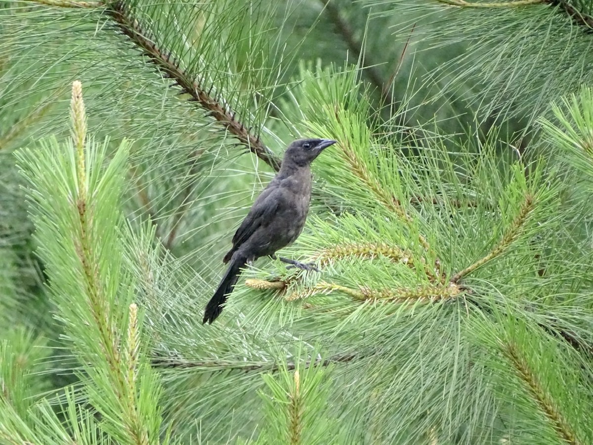 Common Grackle - ML241698561