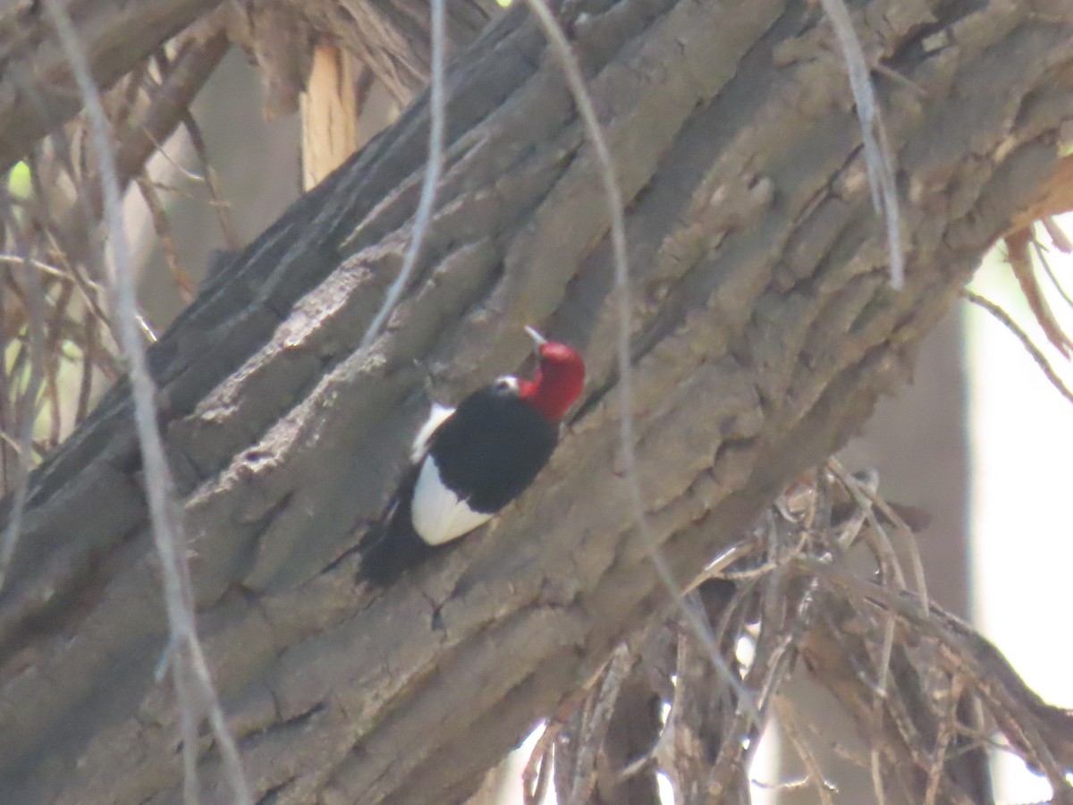 Red-headed Woodpecker - ML241698831