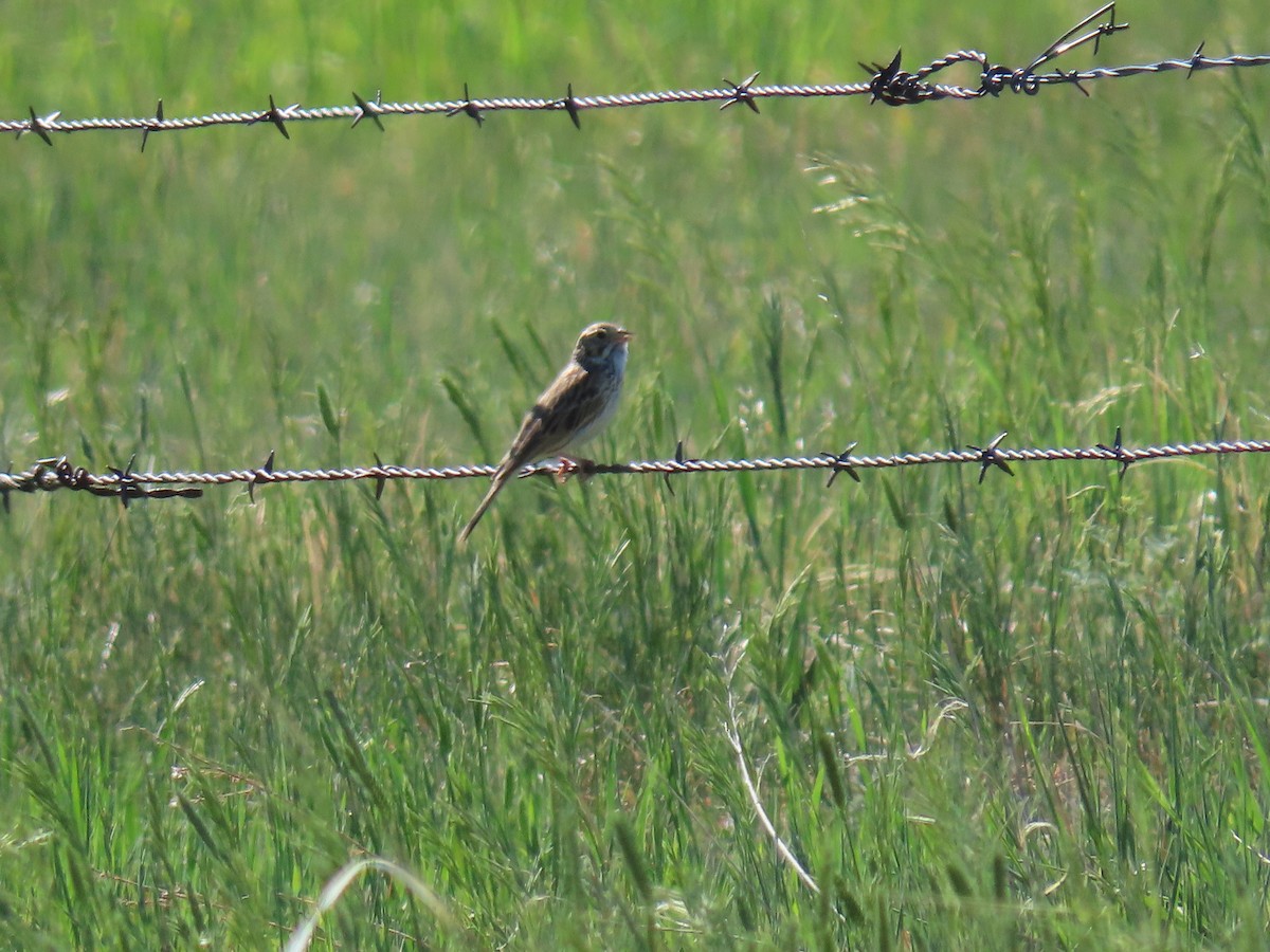 Vesper Sparrow - ML241699801
