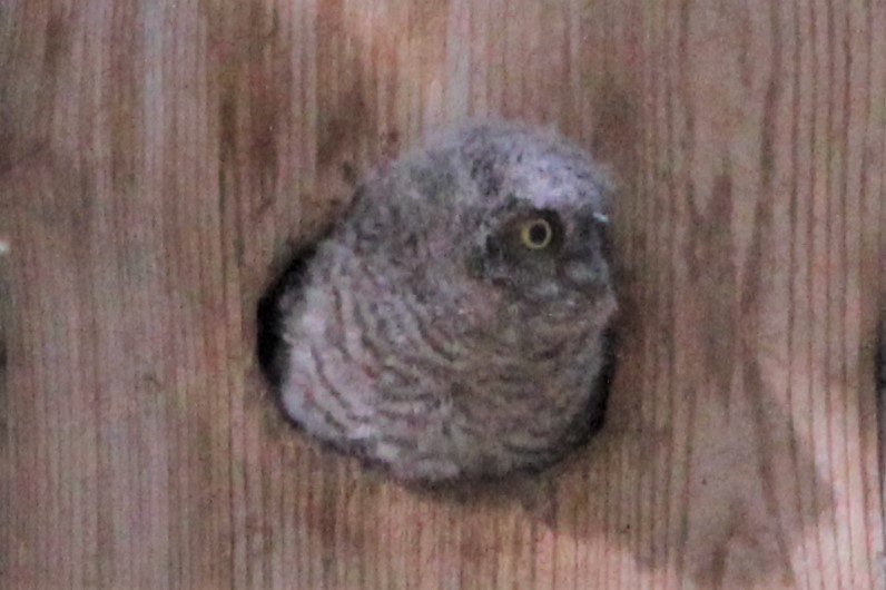 Western Screech-Owl - ML241699971