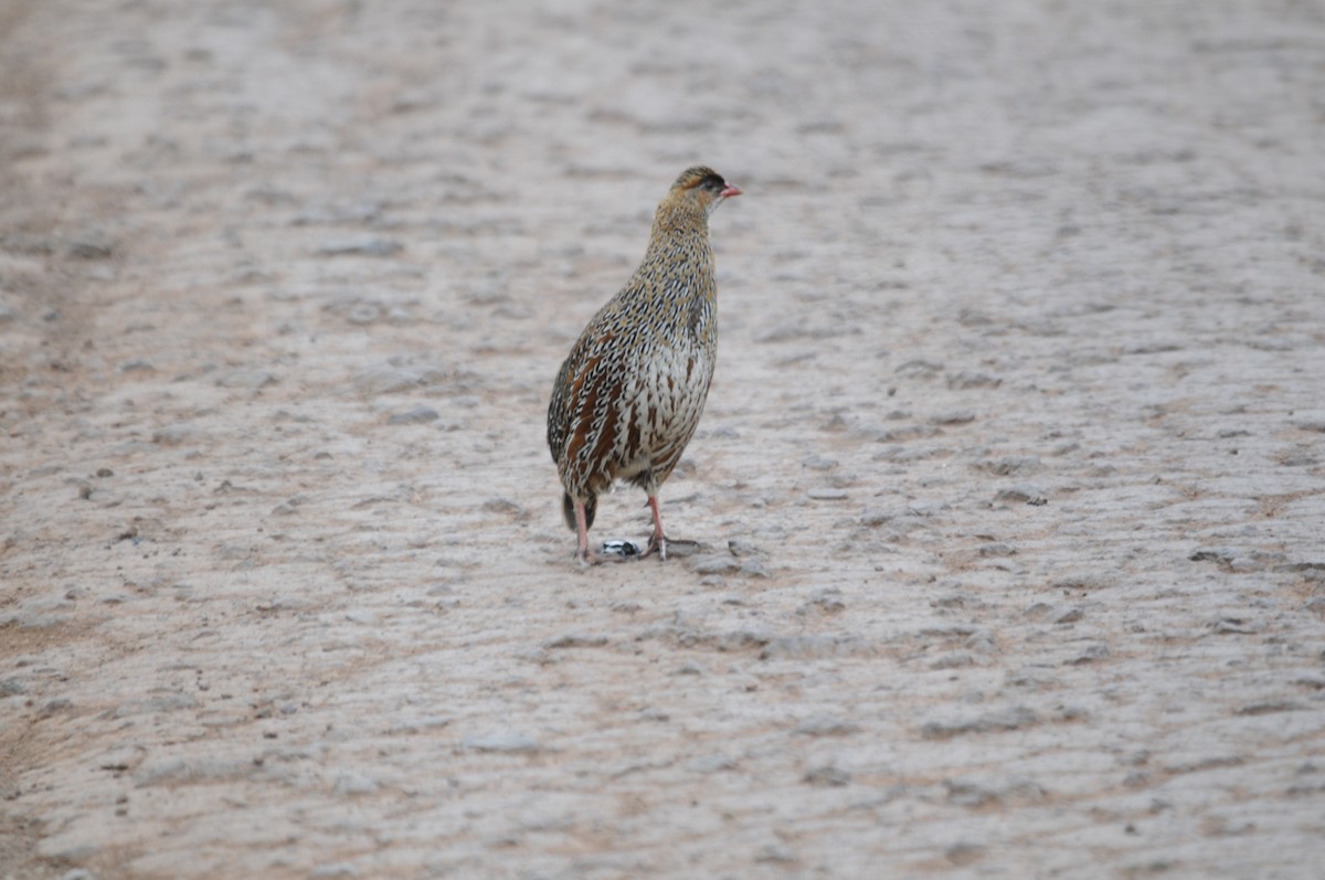 Chestnut-naped Spurfowl (Northern) - Philippe HUBERT