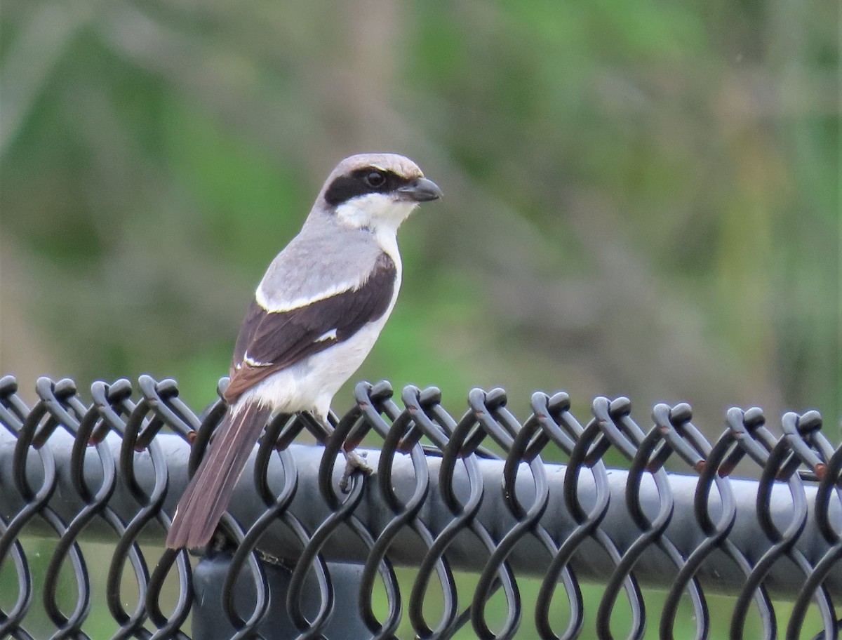 Loggerhead Shrike - ML241700291