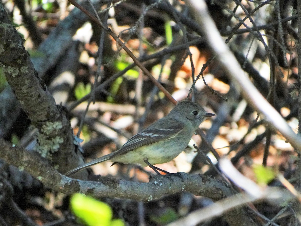 Dusky Flycatcher - ML241700381