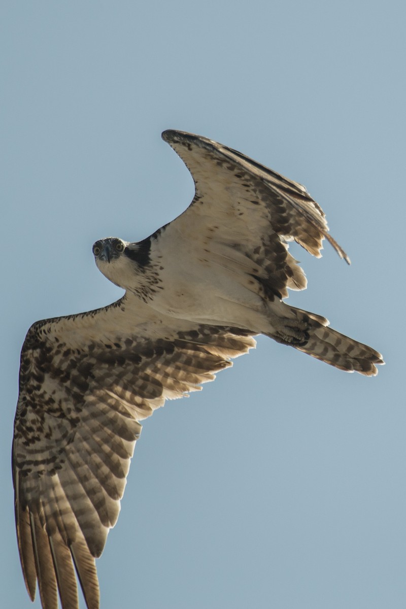 Osprey - ML241700671