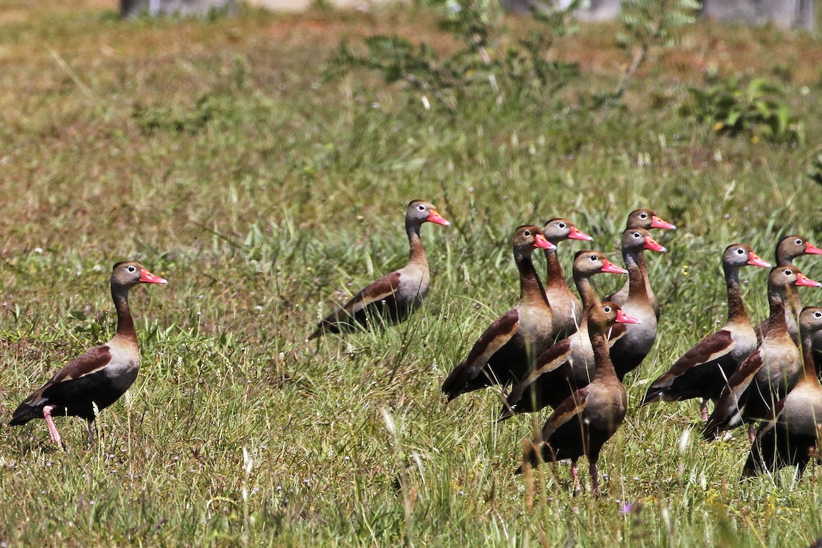 Black-bellied Whistling-Duck - ML241701431