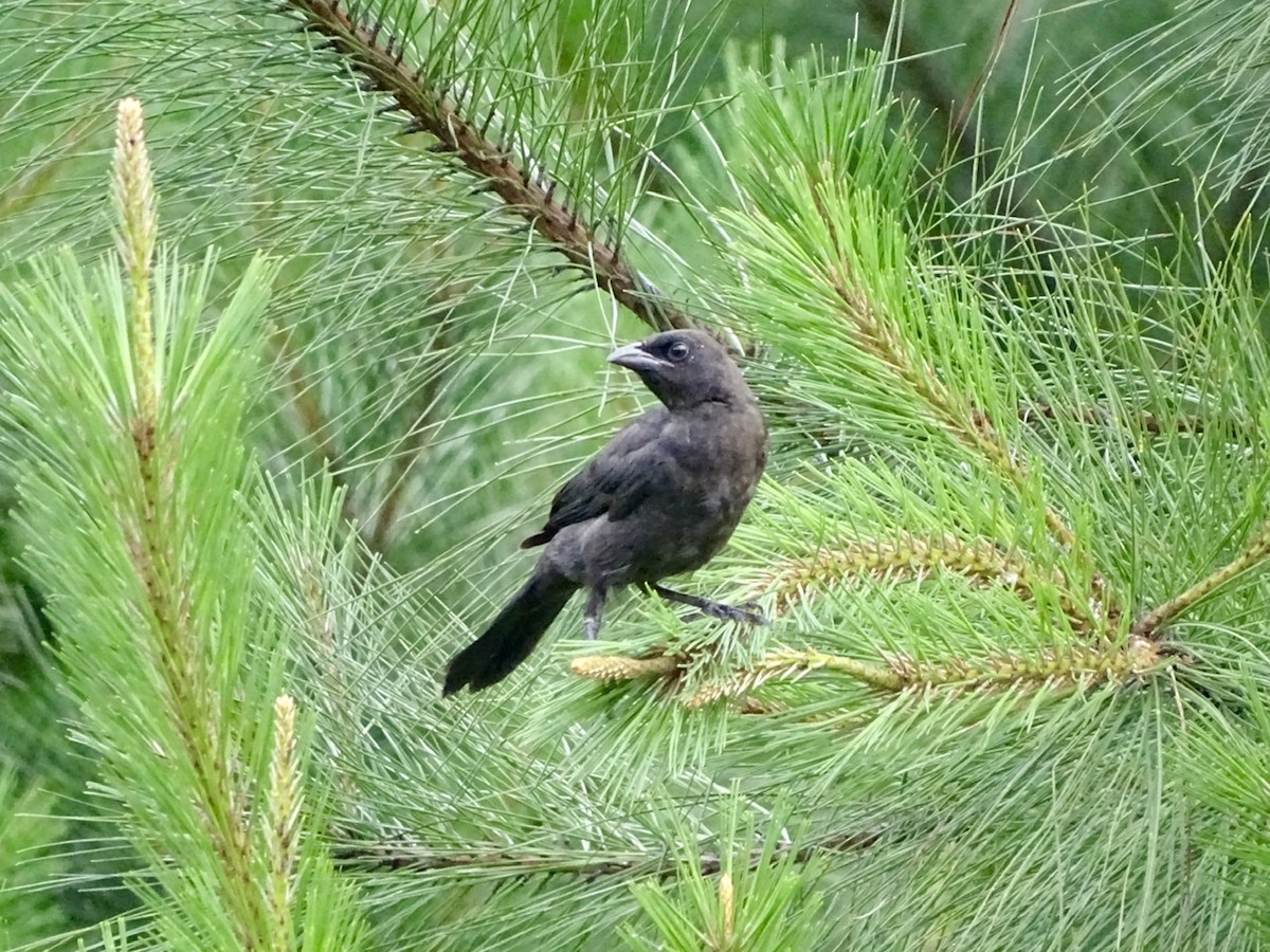 Common Grackle - ML241701551
