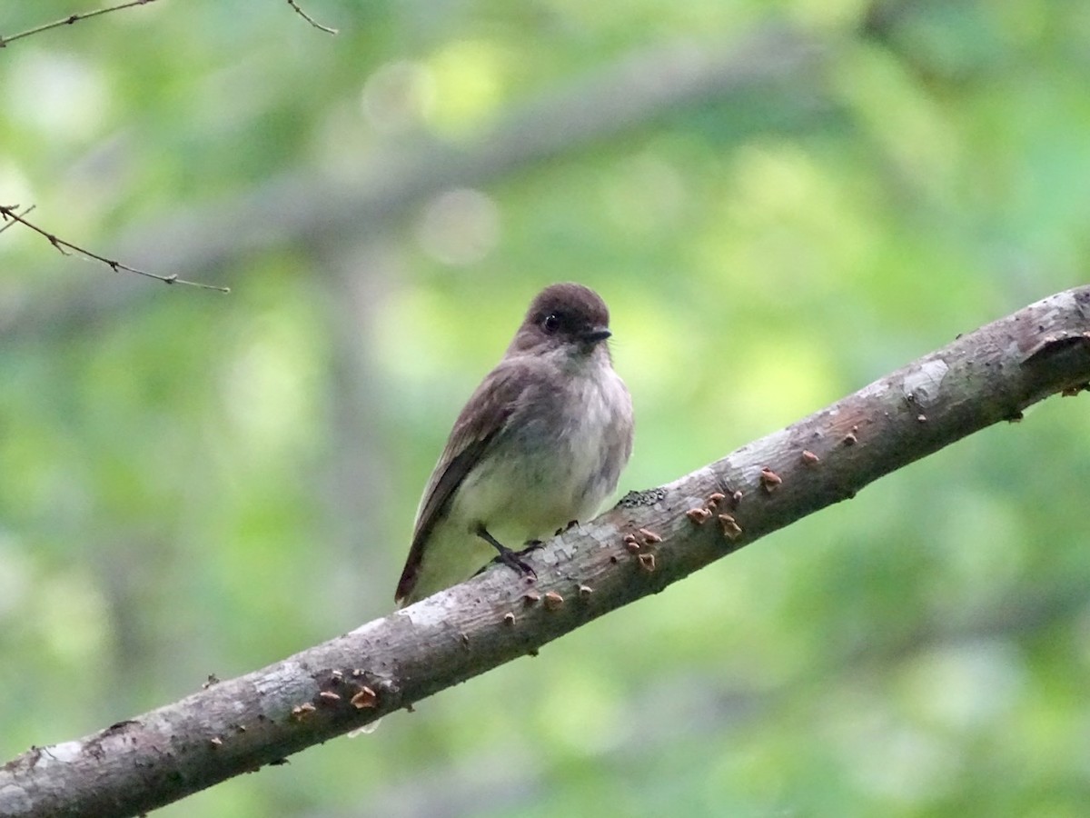 Eastern Phoebe - ML241701811
