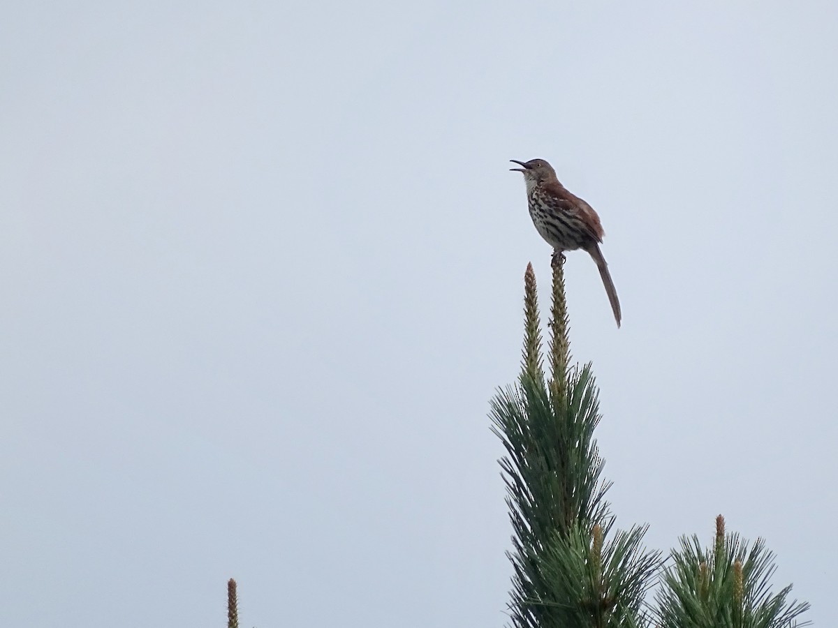 Brown Thrasher - ML241701841