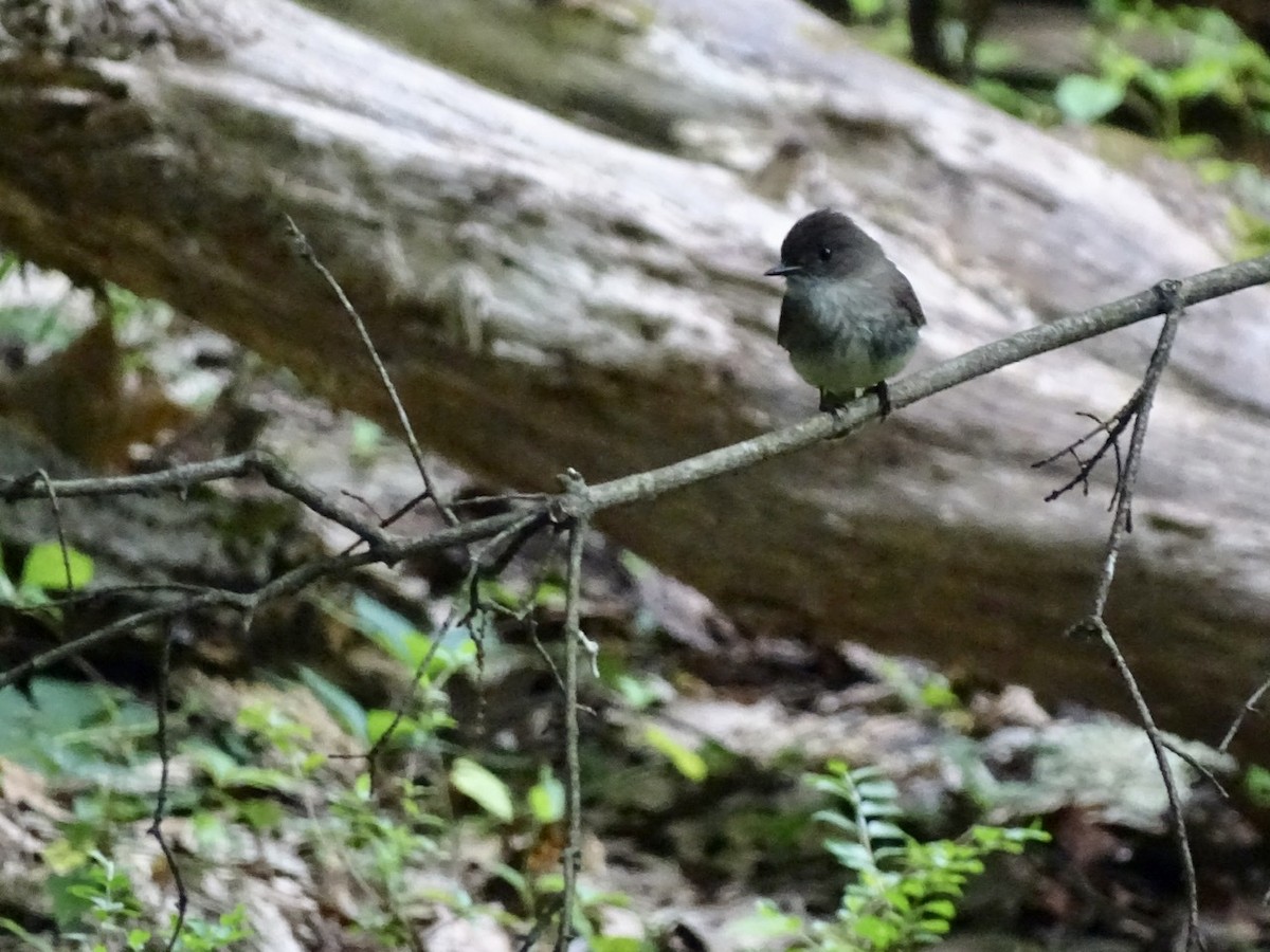 Eastern Phoebe - ML241701871