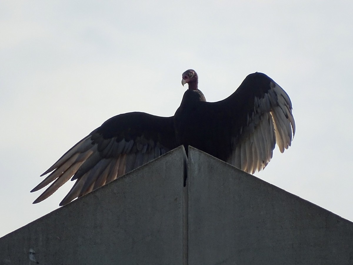 Turkey Vulture - ML241701881