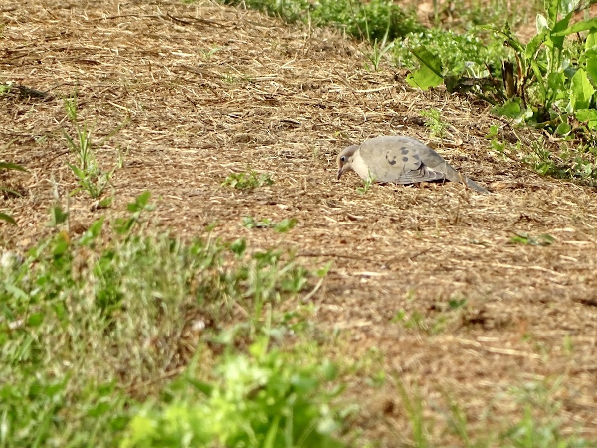 Mourning Dove - ML241701921