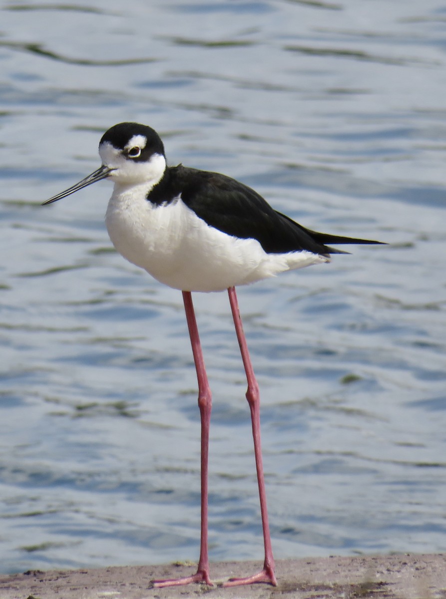 Black-necked Stilt - ML241702101