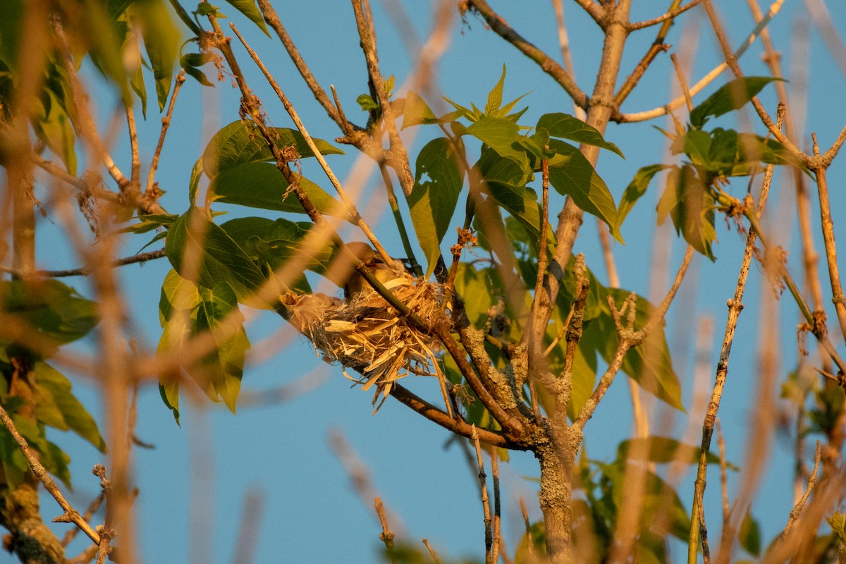 Warbling Vireo - ML241702161