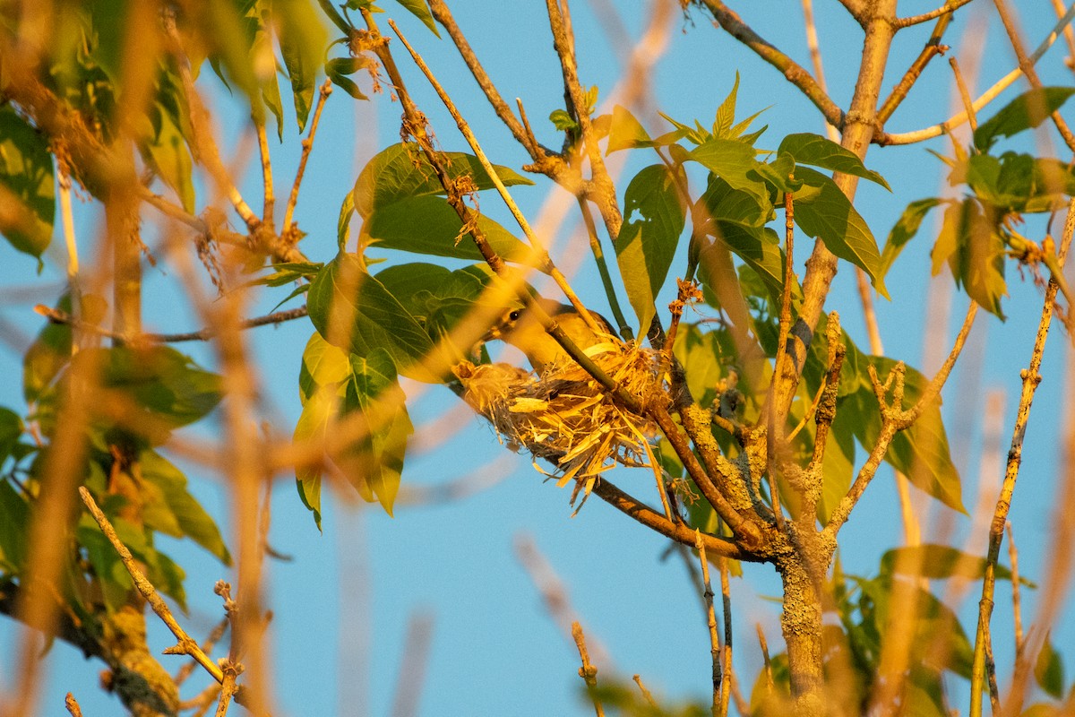 Warbling Vireo - ML241702181