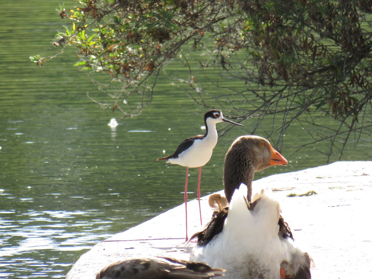 Black-necked Stilt - ML241702351