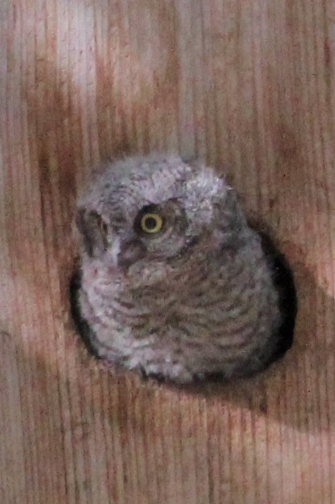 Western Screech-Owl - ML241702961