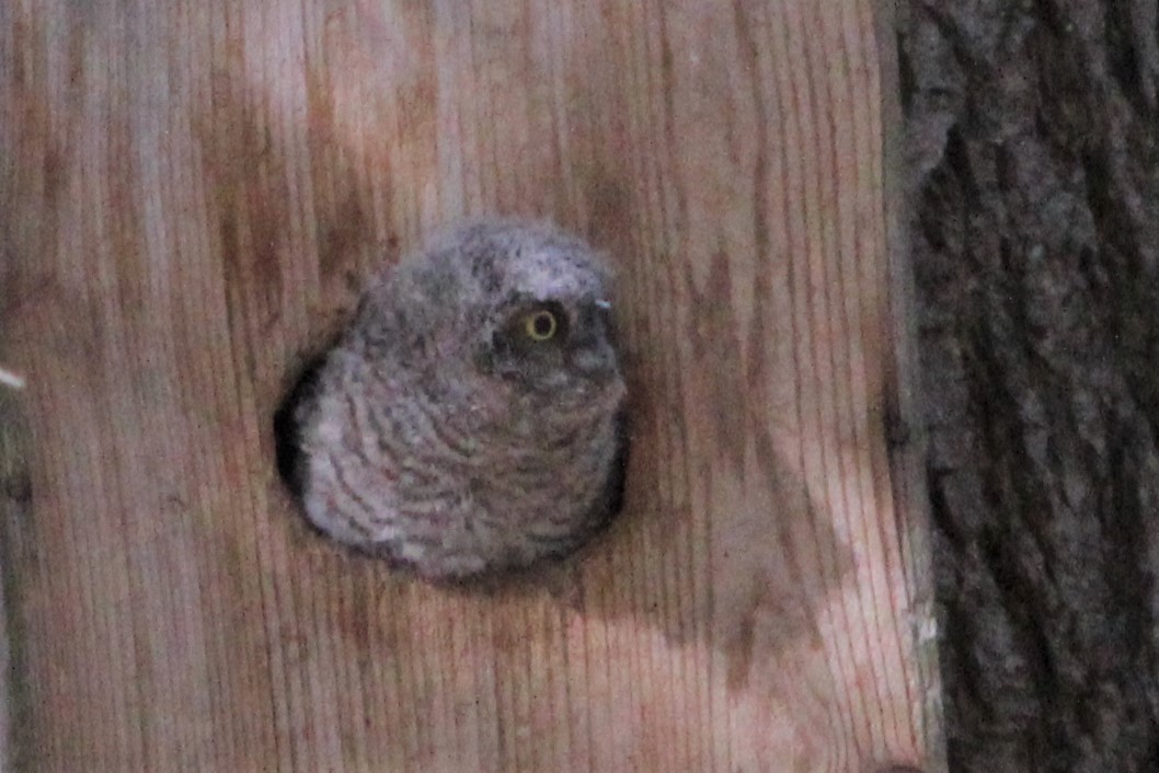 Western Screech-Owl - ML241702981