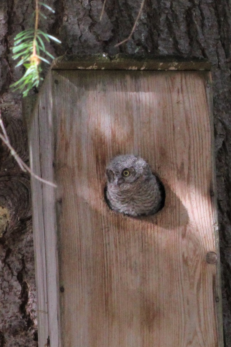 Western Screech-Owl - ML241703061