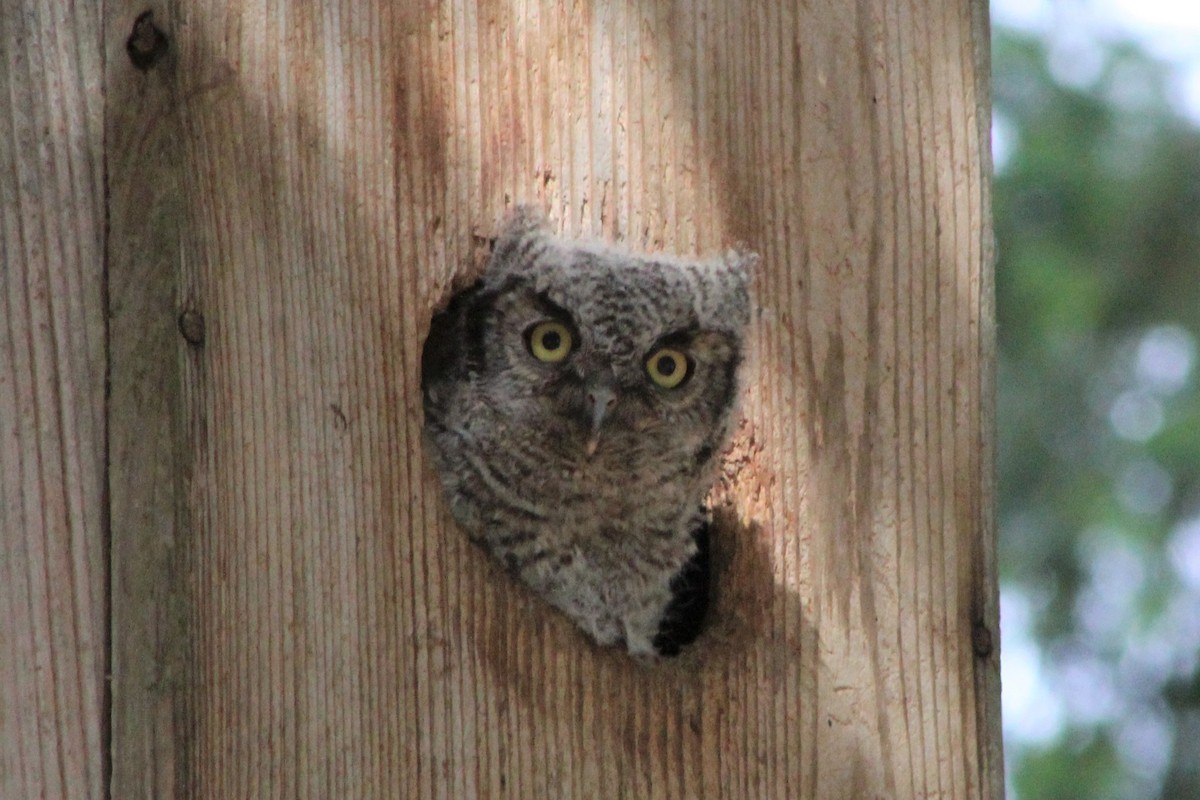 Western Screech-Owl - ML241703071