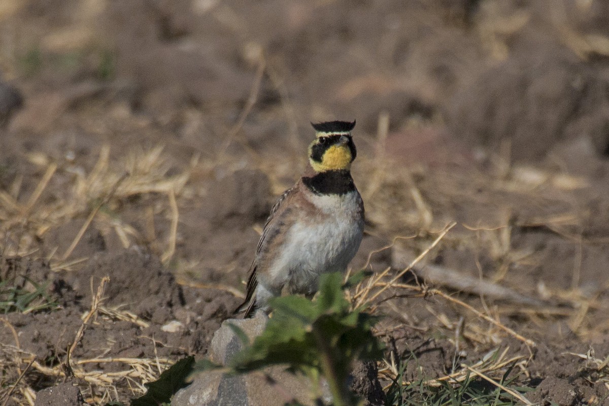 Horned Lark - ML241703361