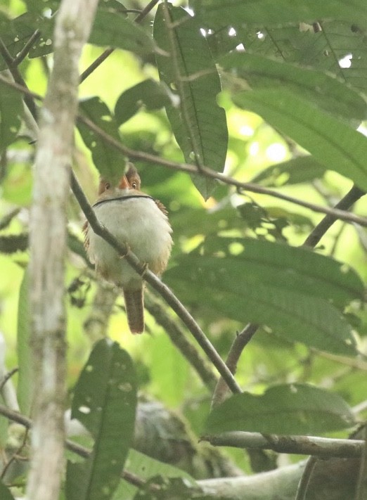 Collared Puffbird - ML241703421