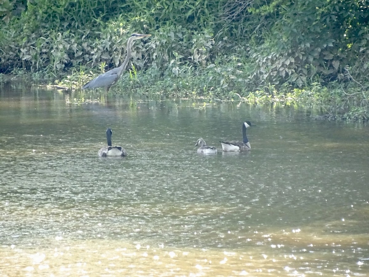 Canada Goose - ML241703551