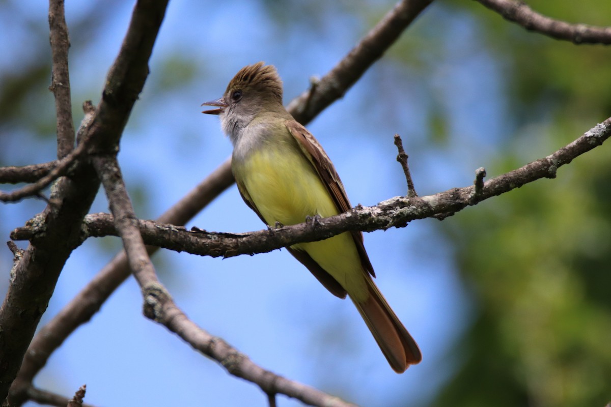 Great Crested Flycatcher - ML241703761