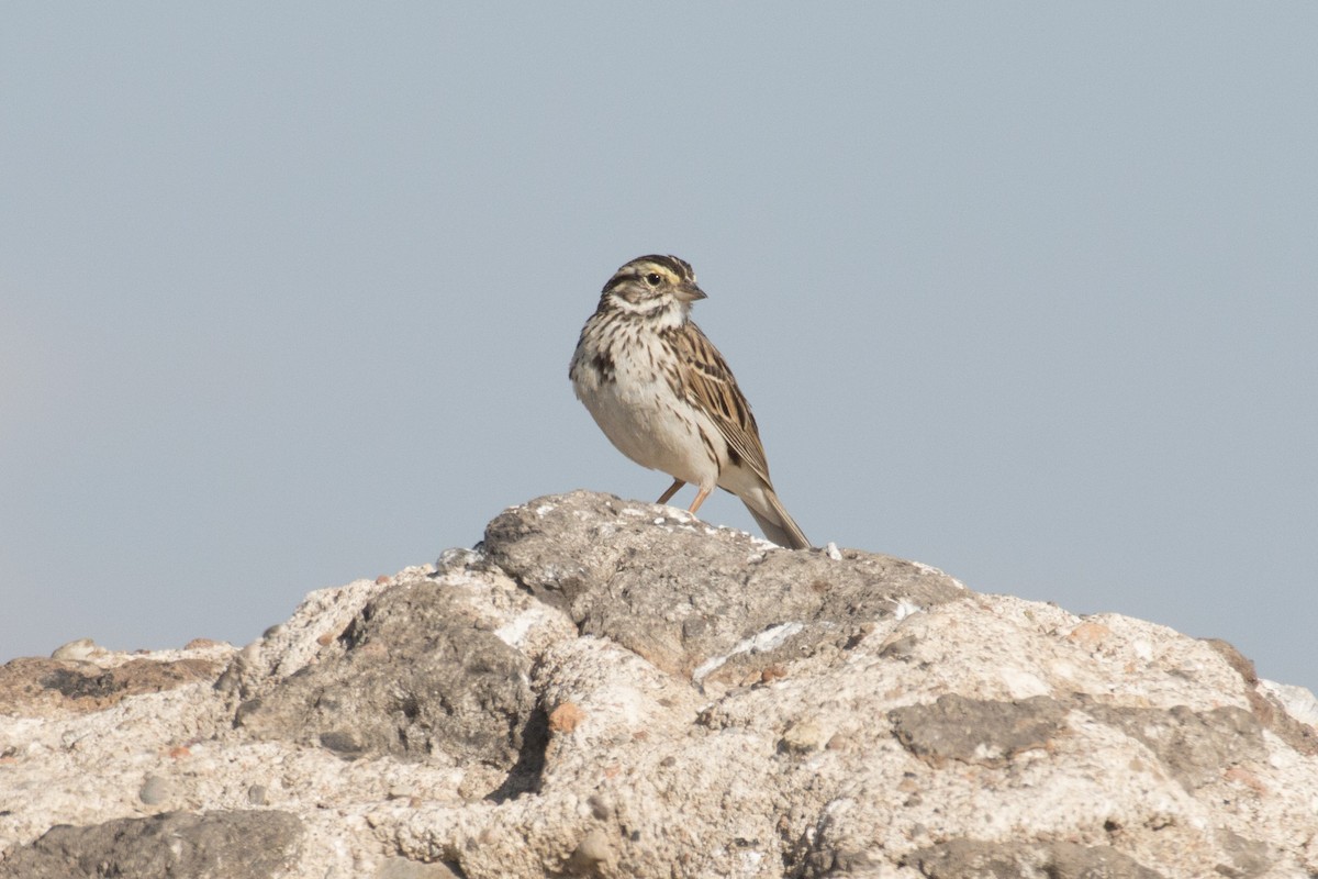 Savannah Sparrow - ML241704011