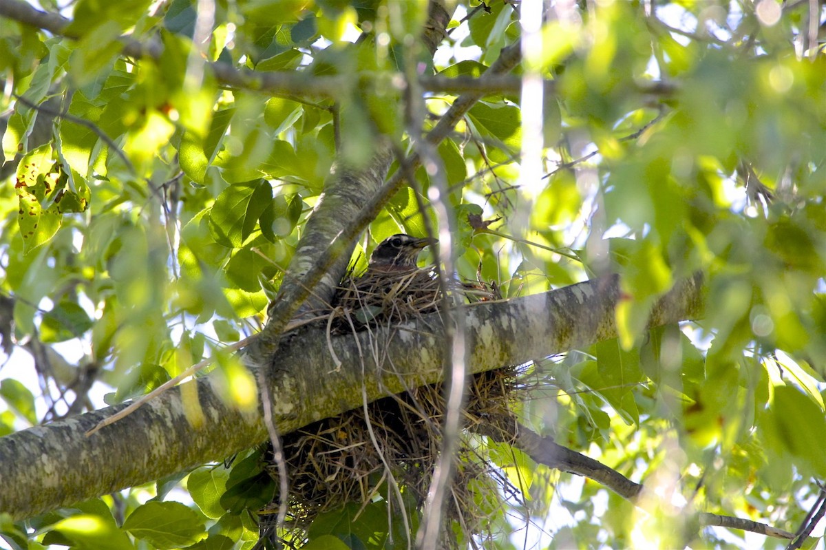 American Robin - ML241704791