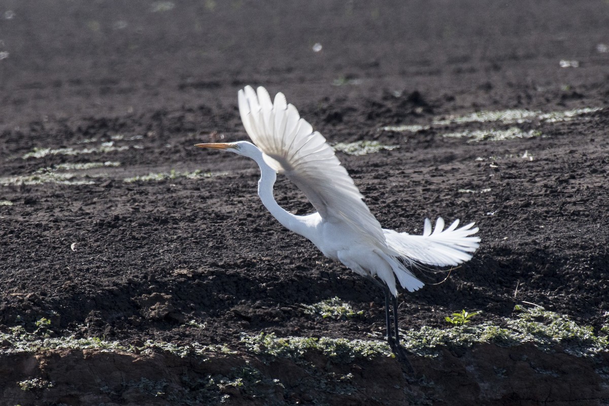 Great Egret - Luis Lopez vazquez