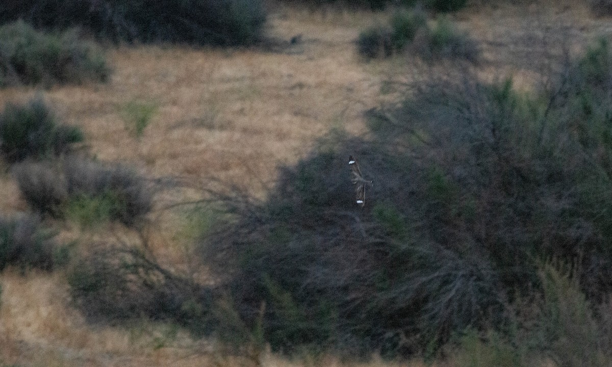 Lesser Nighthawk - ML241706321