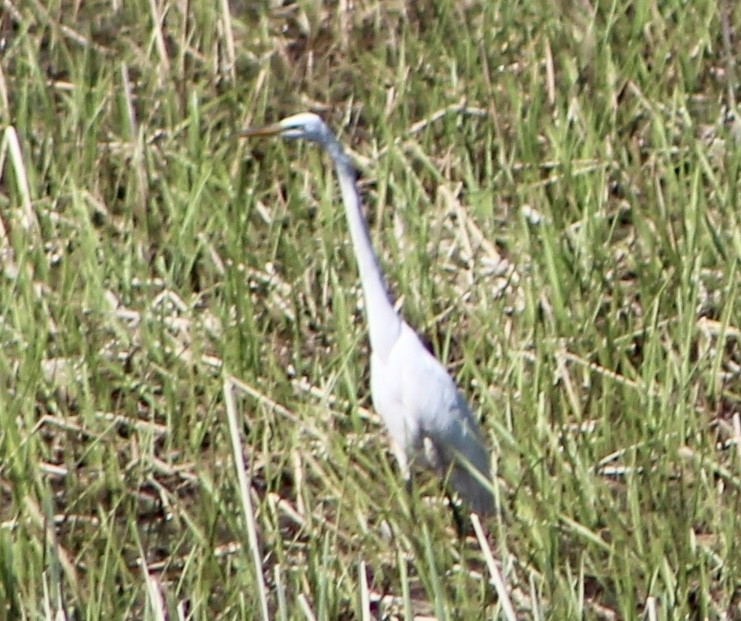 Great Egret - ML241707341