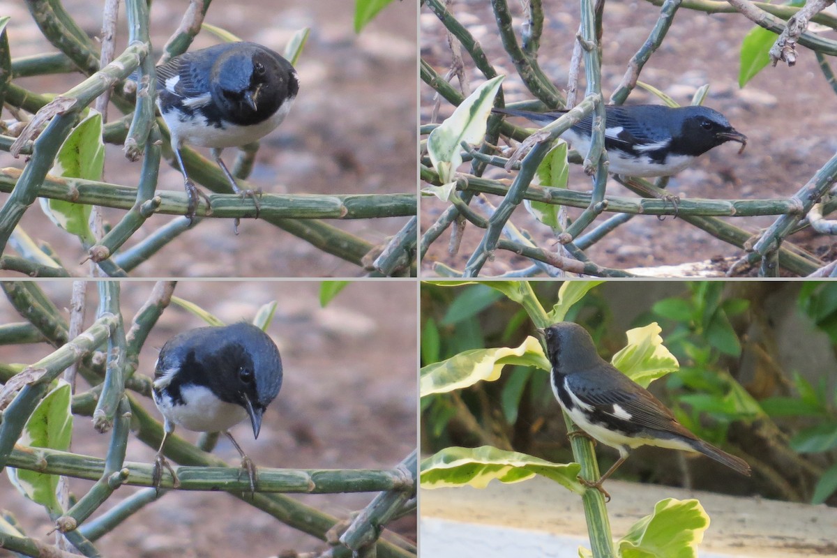 Black-throated Blue Warbler - ML24170761