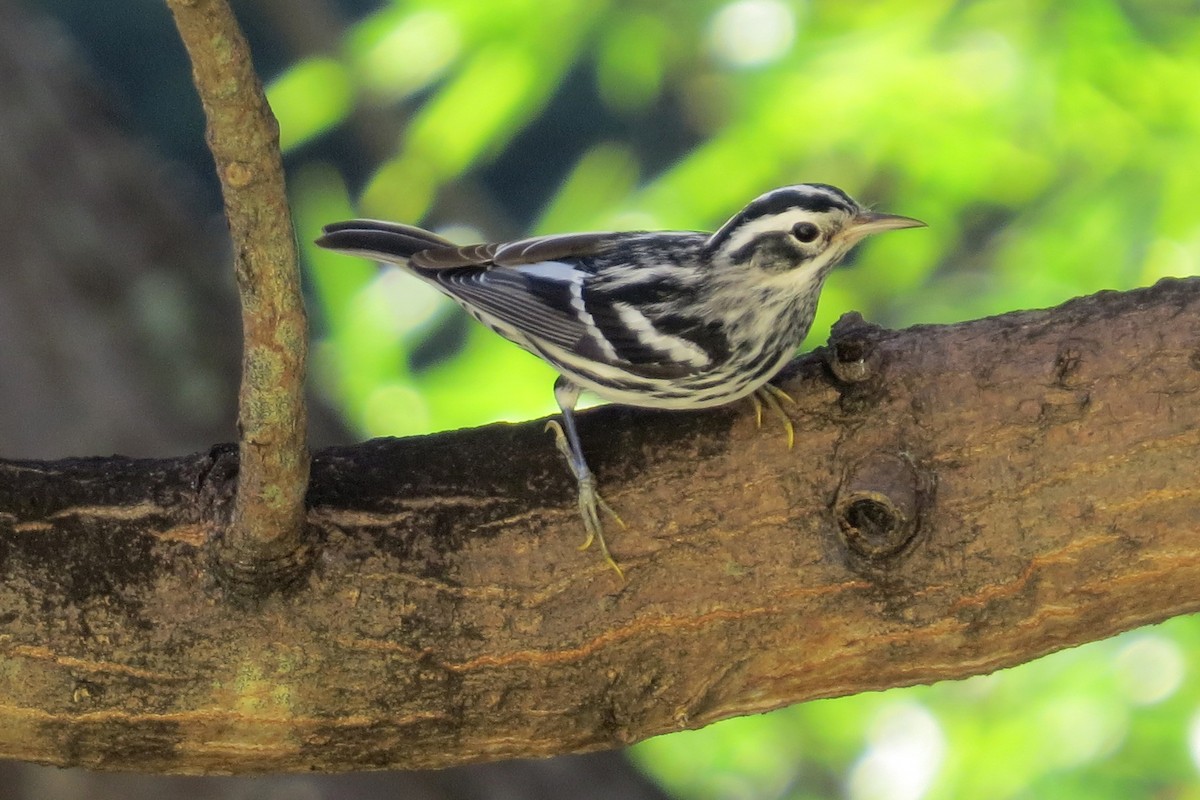 Black-and-white Warbler - ML24170891