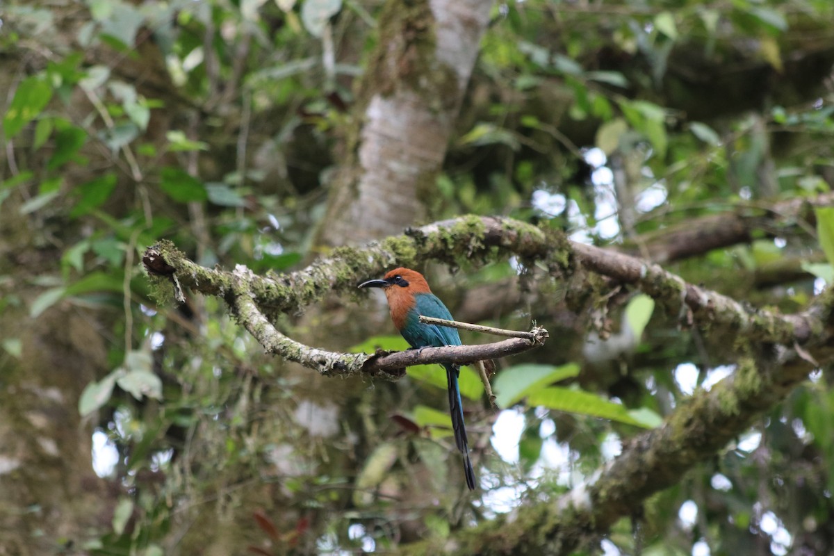 Zimtbrustmotmot - ML241709341